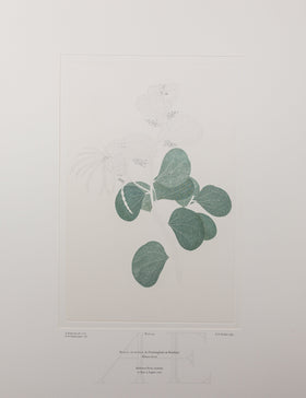 Banks Florilegium, Part 5, Plate 94