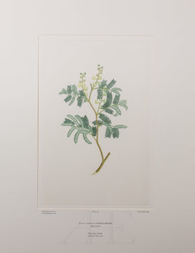 Banks Florilegium, Part 5, Plate 95