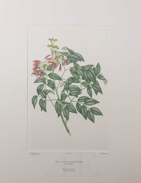Banks Florilegium, Part 5, Plate 96