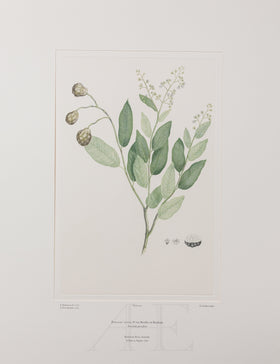 Banks Florilegium, Part 5, Plate 97