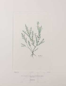 Banks Florilegium, Part 5, Plate 98