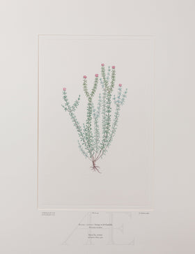 Banks Florilegium, Part 5, Plate 99