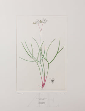 Banks Florilegium, Part 5, Plate 100