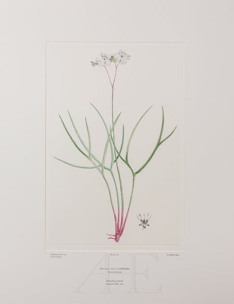 Banks Florilegium, Part 5, Plate 100