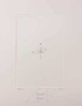 Banks Florilegium, Part 5, Plate 101