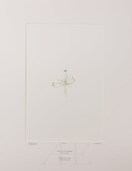 Banks Florilegium, Part 5, Plate 101