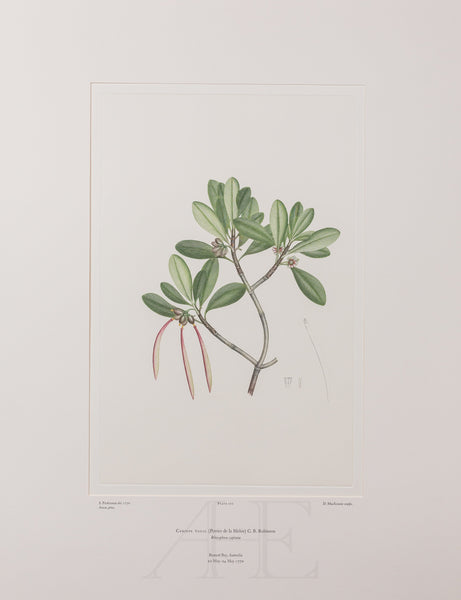 Banks Florilegium, Part 5, Plate 102