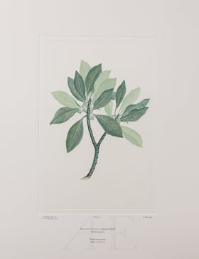 Banks Florilegium, Part 5, Plate 103