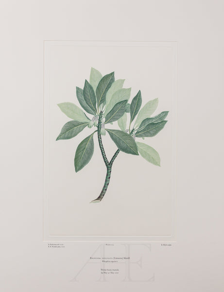 Banks Florilegium, Part 5, Plate 103