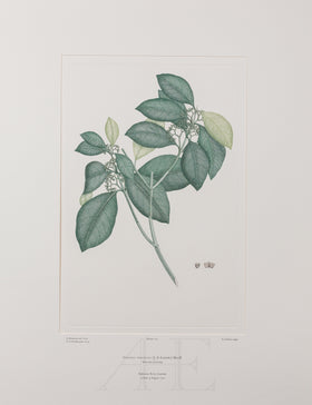 Banks Florilegium, Part 5, Plate 104