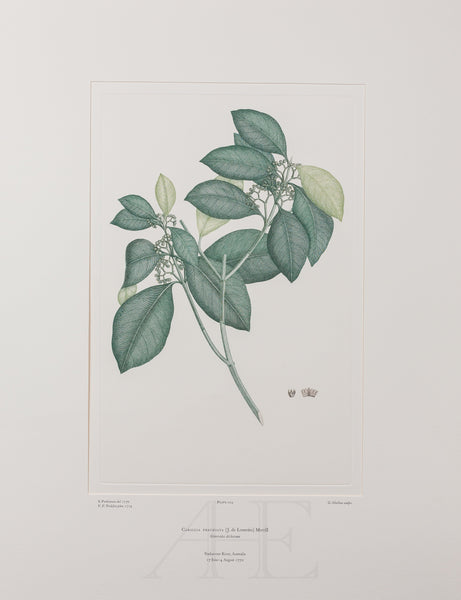 Banks Florilegium, Part 5, Plate 104