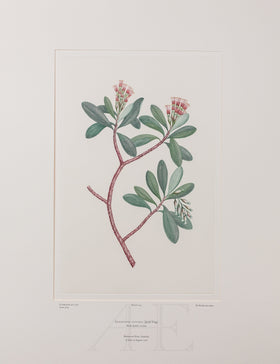 Banks Florilegium, Part 5, Plate 105