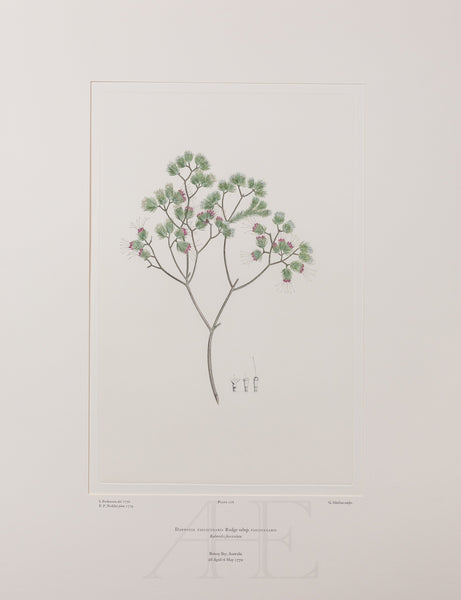 Banks Florilegium, Part 5, Plate 106