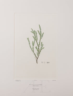 Banks Florilegium, Part 5, Plate 107