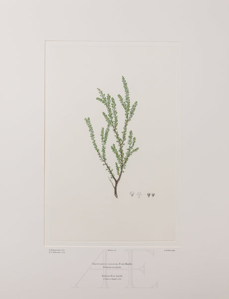 Banks Florilegium, Part 5, Plate 107