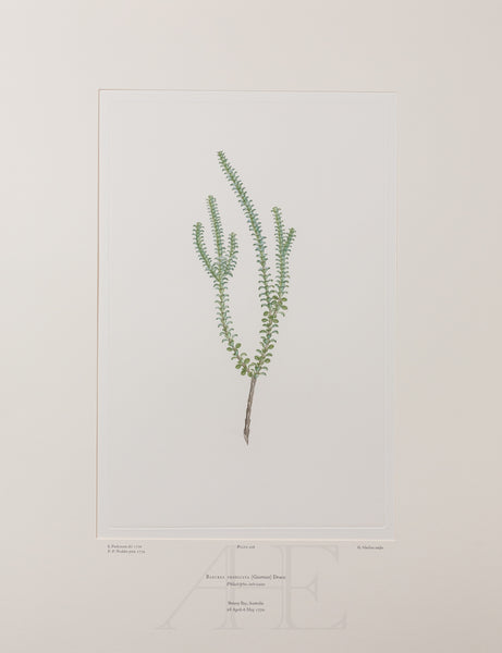 Baeckea imbricata (Myrtaceae)  - Plate 108