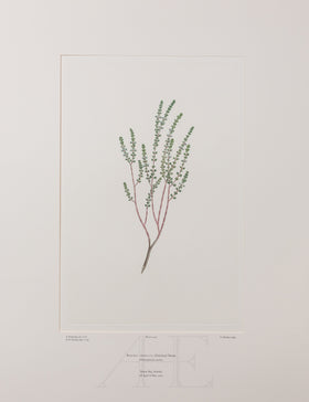 Banks Florilegium, Part 5, Plate 109