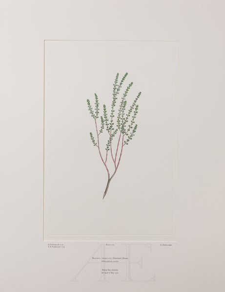 Banks Florilegium, Part 5, Plate 109