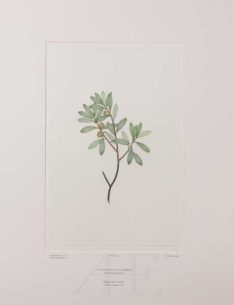 Banks Florilegium, Part 5, Plate 110