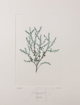 Banks Florilegium, Part 5, Plate 111