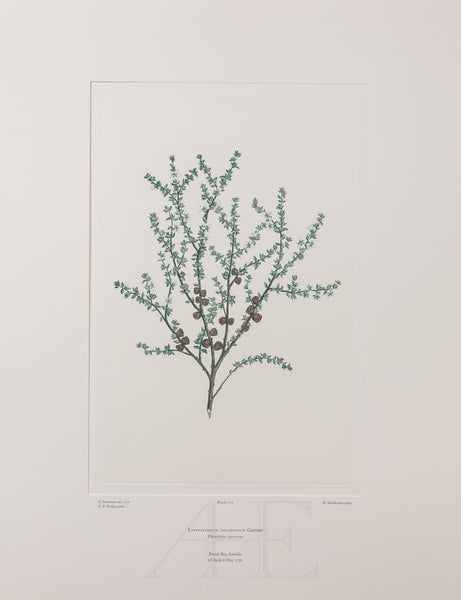 Banks Florilegium, Part 5, Plate 111