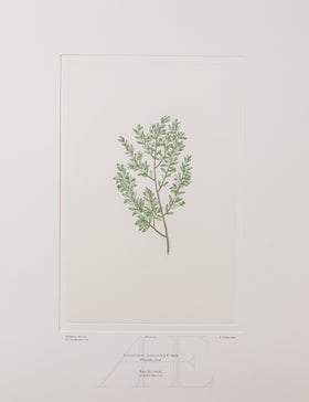 Banks Florilegium, Part 5, Plate 112