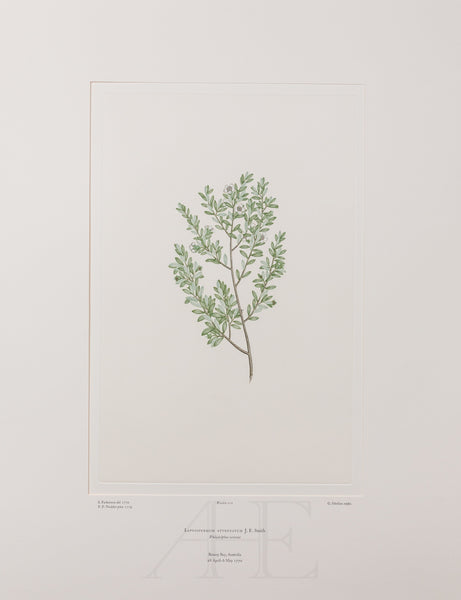 Banks Florilegium, Part 5, Plate 112