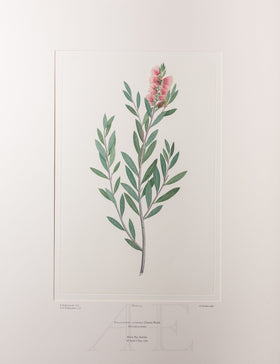 Banks Florilegium, Part 6, Plate 113