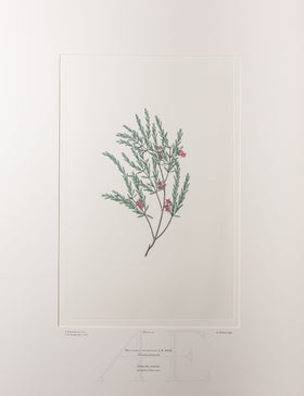 Banks Florilegium, Part 6, Plate 115