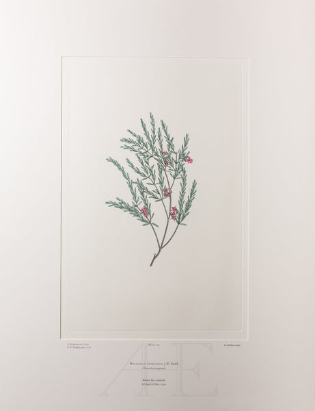 Banks Florilegium, Part 6, Plate 115