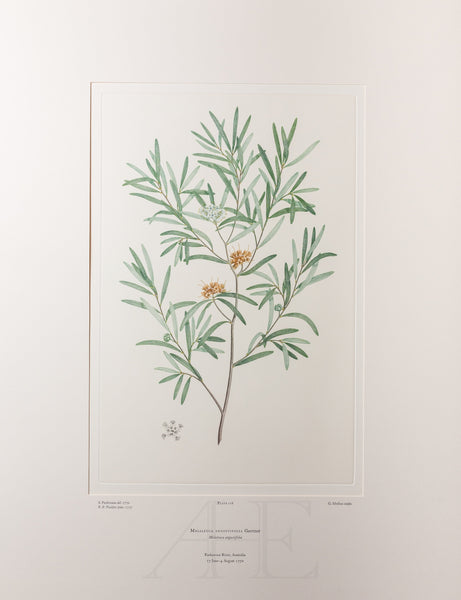 Banks Florilegium, Part 6, Plate 116