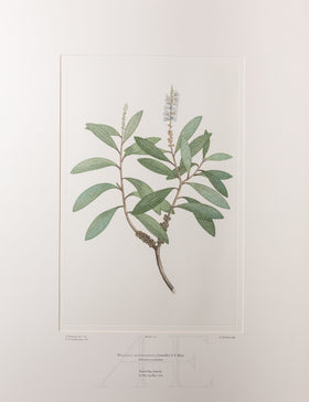 Banks Florilegium, Part 6, Plate 117