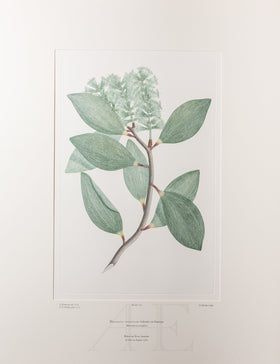 Banks Florilegium, Part 6, Plate 118