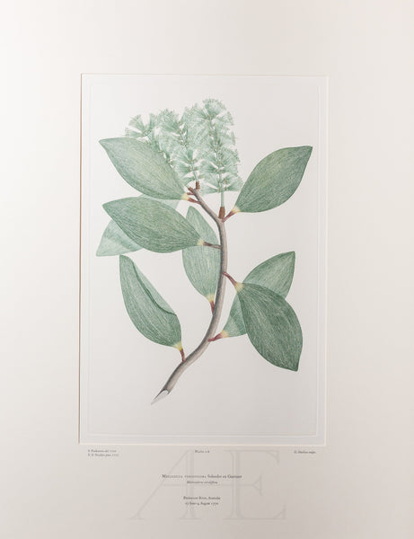 Banks Florilegium, Part 6, Plate 118