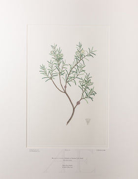 Banks Florilegium, Part 6, Plate 119