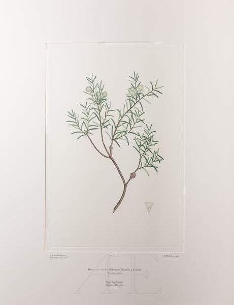 Banks Florilegium, Part 6, Plate 119