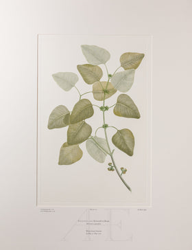 Banks Florilegium, Part 6, Plate 120