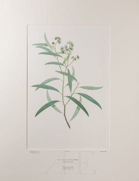 Banks Florilegium, Part 6, Plate 121