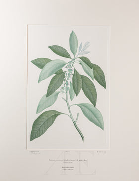 Banks Florilegium, Part 6, Plate 122