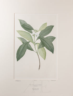 Banks Florilegium, Part 6, Plate 123