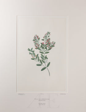 Banks Florilegium, Part 6, Plate 124