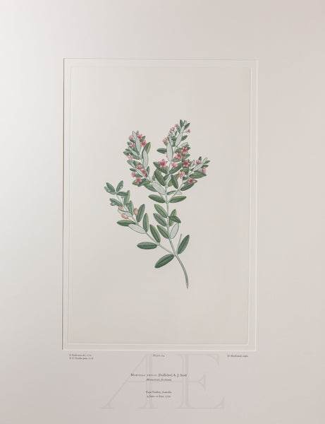 Banks Florilegium, Part 6, Plate 124