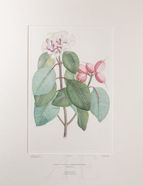Banks Florilegium, Part 6, Plate 125