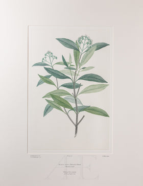 Banks Florilegium, Part 6, Plate 126