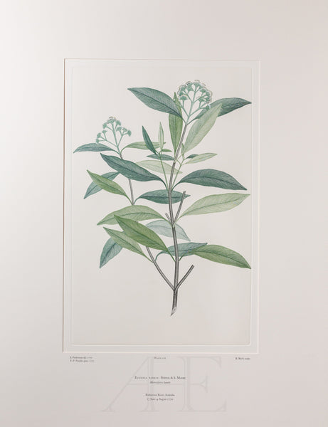 Banks Florilegium, Part 6, Plate 126