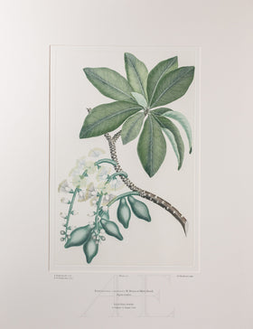 Banks Florilegium, Part 6, Plate 127