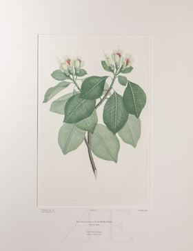 Banks Florilegium, Part 6, Plate 128