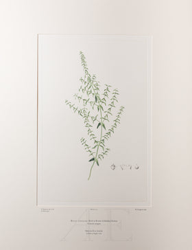 Banks Florilegium, Part 6, Plate 129