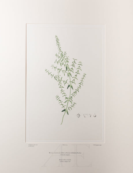 Banks Florilegium, Part 6, Plate 129