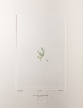 Banks Florilegium, Part 6, Plate 130